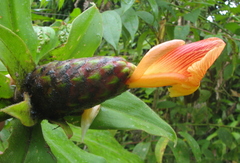 Costus laevis