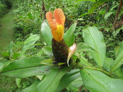 Costus laevis