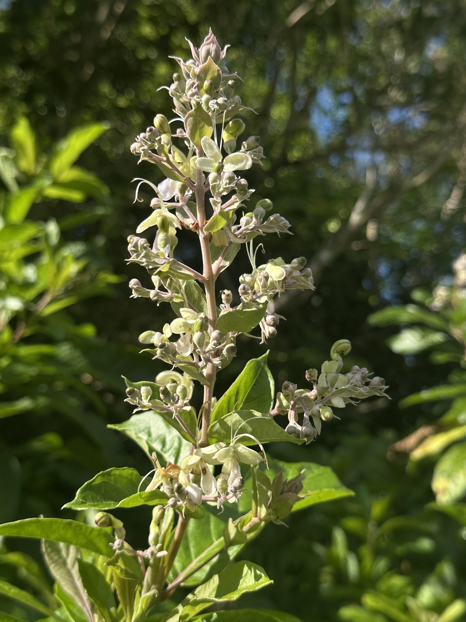 Imagem de Clerodendro