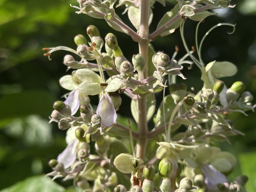 Foto de Clerodendro