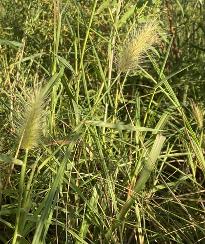 Cenchrus basedowii