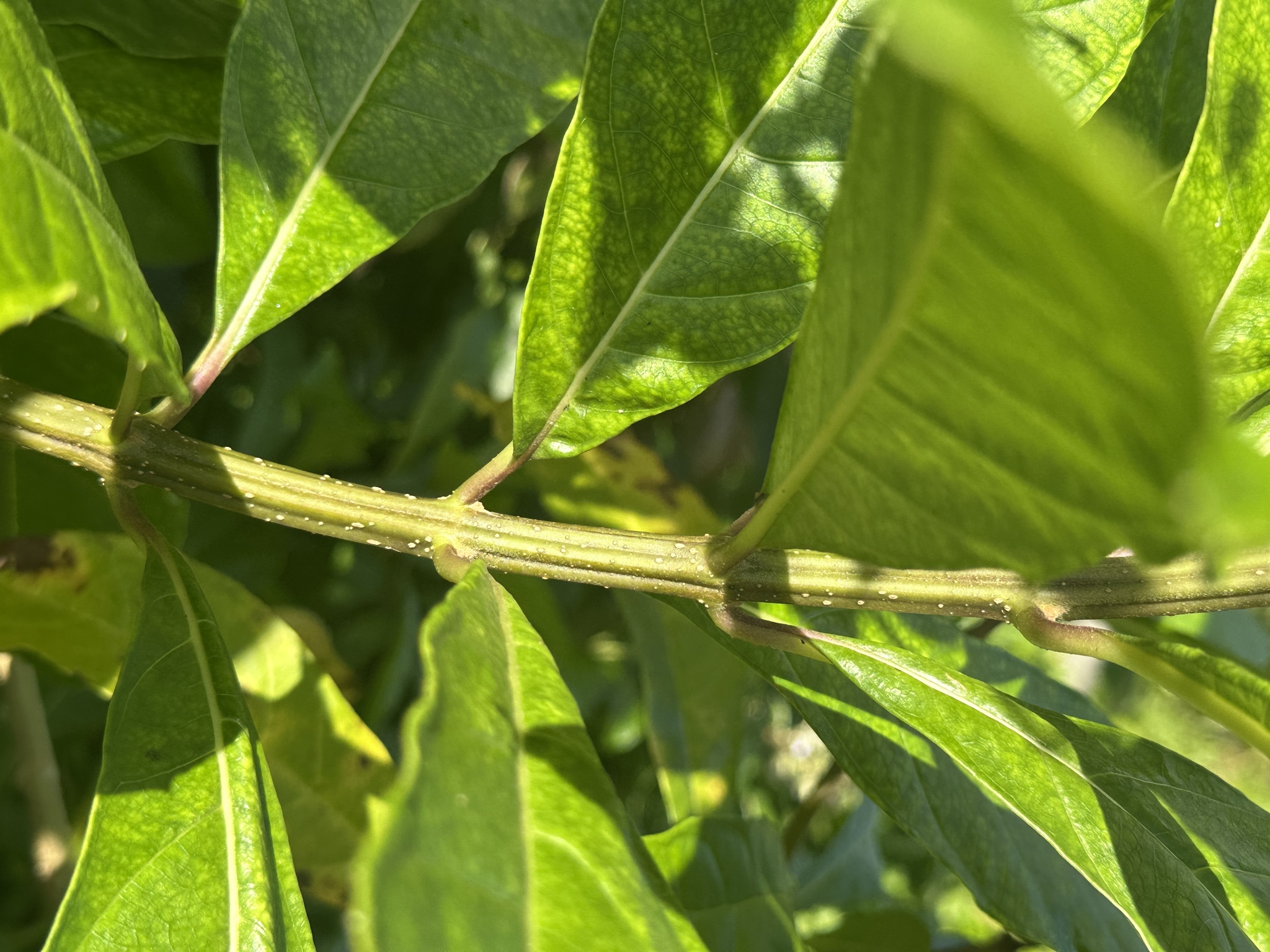 Imagem de Clerodendro
