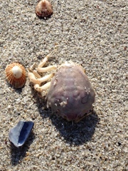 Nautilocorystes ocellatus