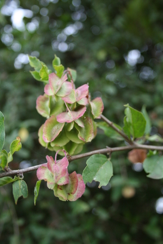 Combretum aculeatum