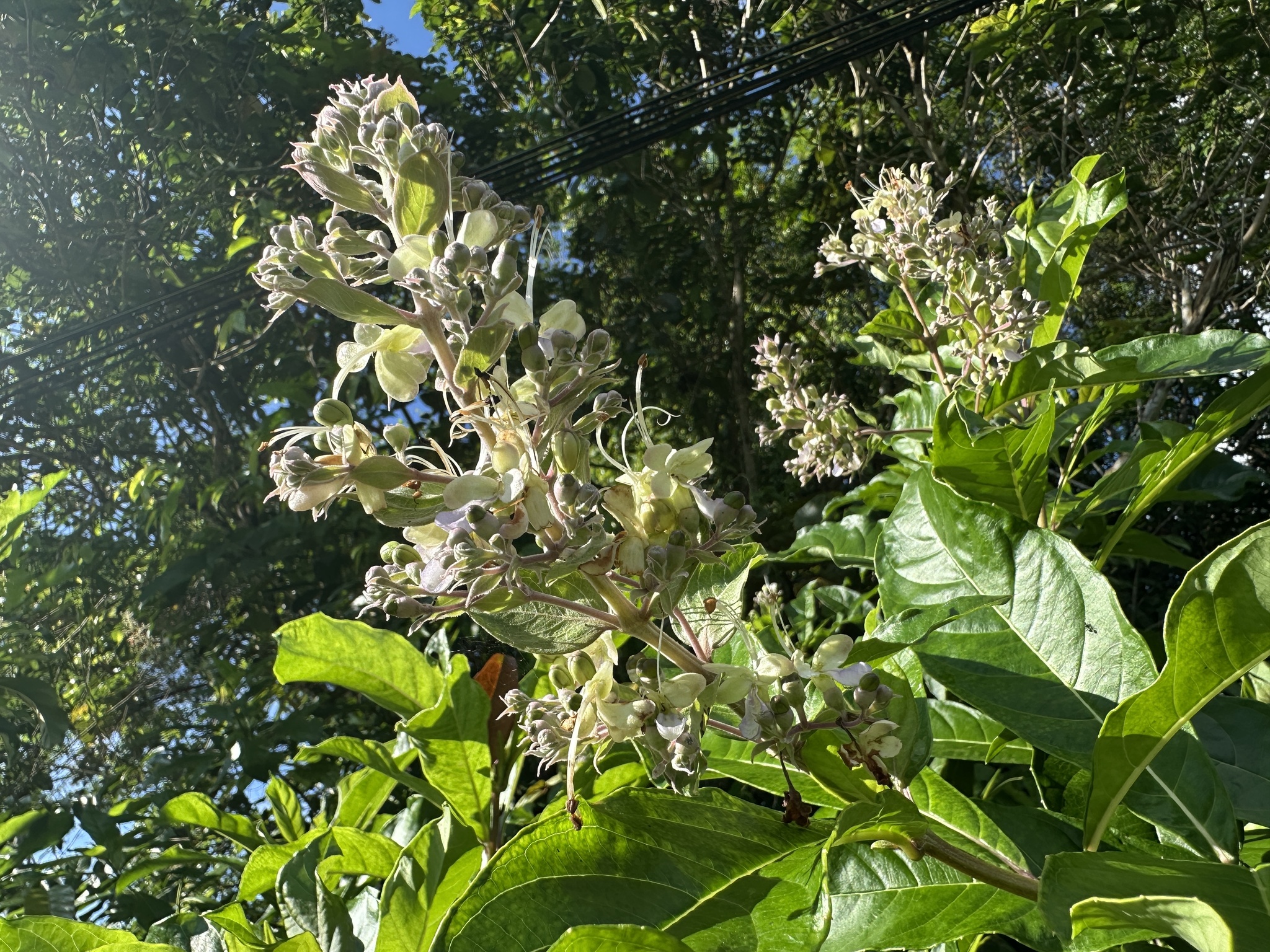 Imagem de Clerodendro
