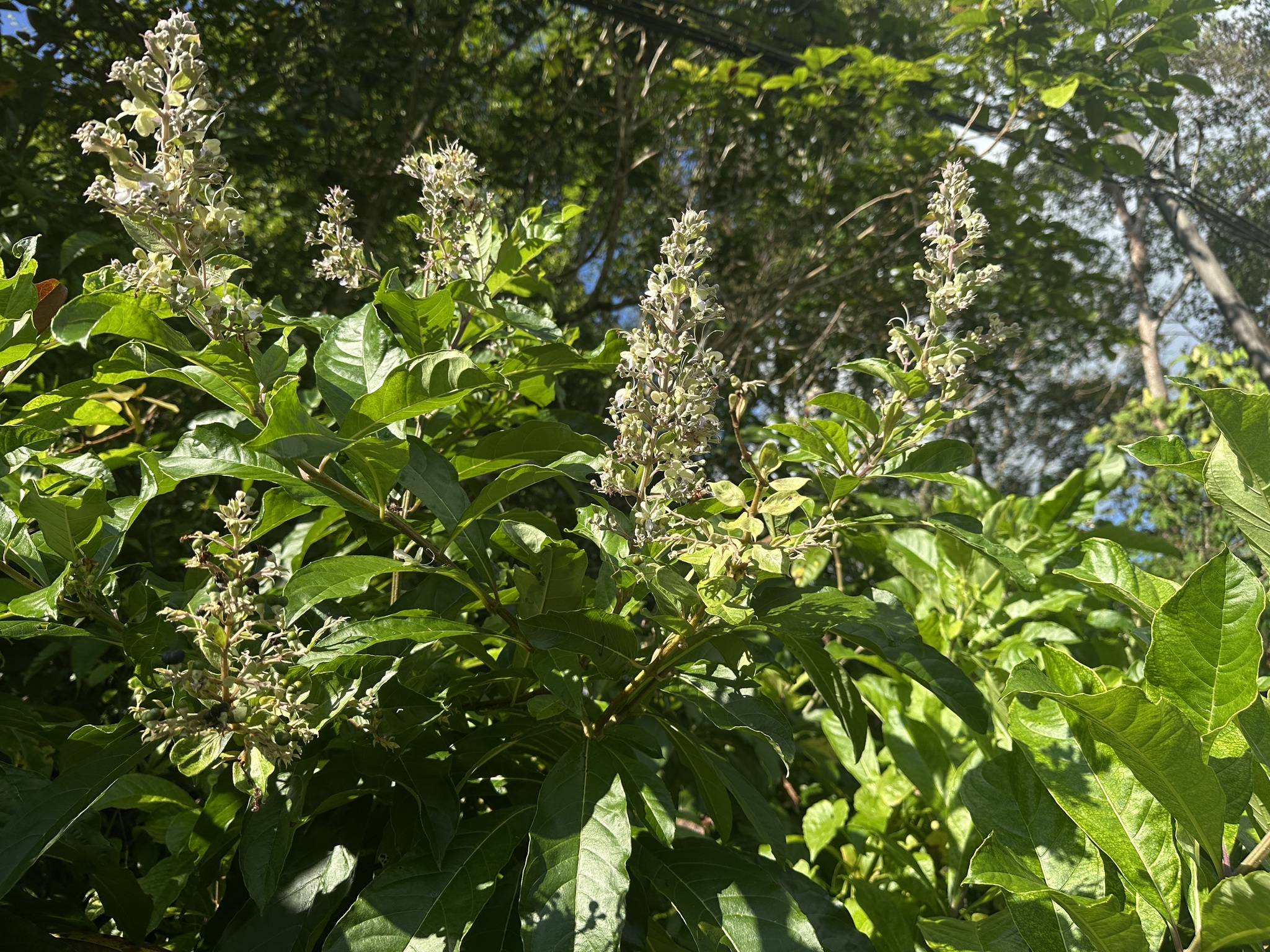 Imagem de Clerodendro