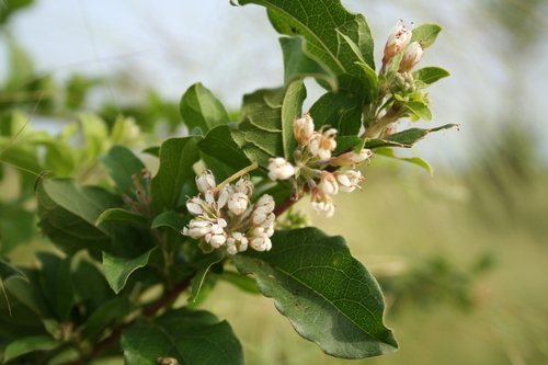 Combretum aculeatum
