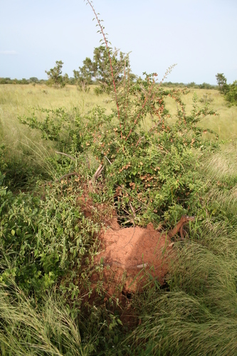 Combretum aculeatum
