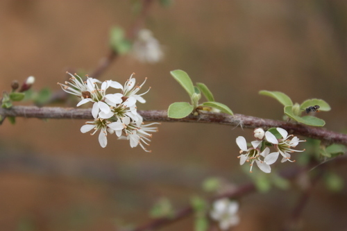 Combretum aculeatum