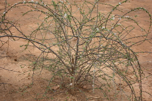 Combretum aculeatum