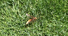 Megarhyssa macrurus icterosticta