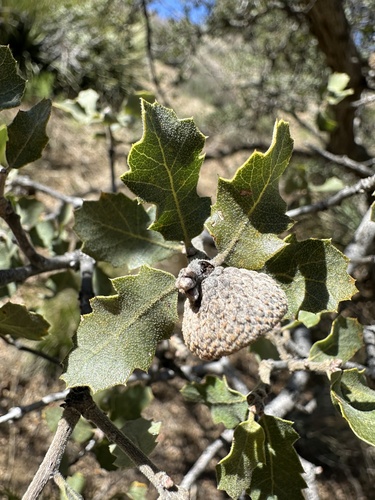Image of Quercus john by (c) Matt Berger, some rights reserved (CC BY)