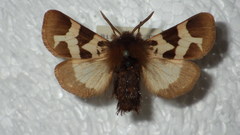 Watsonarctia deserta