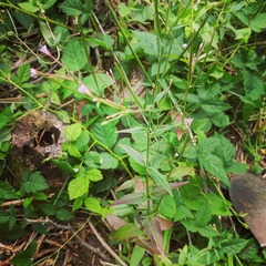 Epilobium ciliatum watsonii