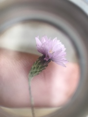 Lessingia arachnoidea