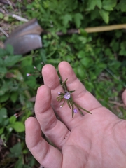 Epilobium ciliatum watsonii