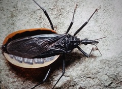 Triatoma recurva