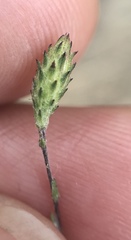 Lessingia arachnoidea