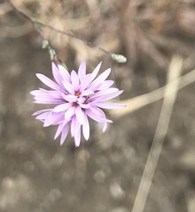 Lessingia arachnoidea