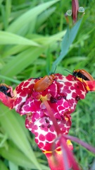 Tetraonyx frontalis
