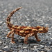 Thorny Devil - Photo (c) Steve Shattuck, some rights reserved (CC BY)