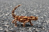 Thorny Devil - Photo (c) Steve Shattuck, some rights reserved (CC BY)