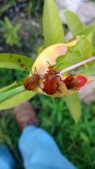 Tetraonyx frontalis