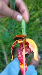 Tetraonyx frontalis