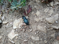 Carabus purpurascens