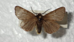 Diaphora sordida