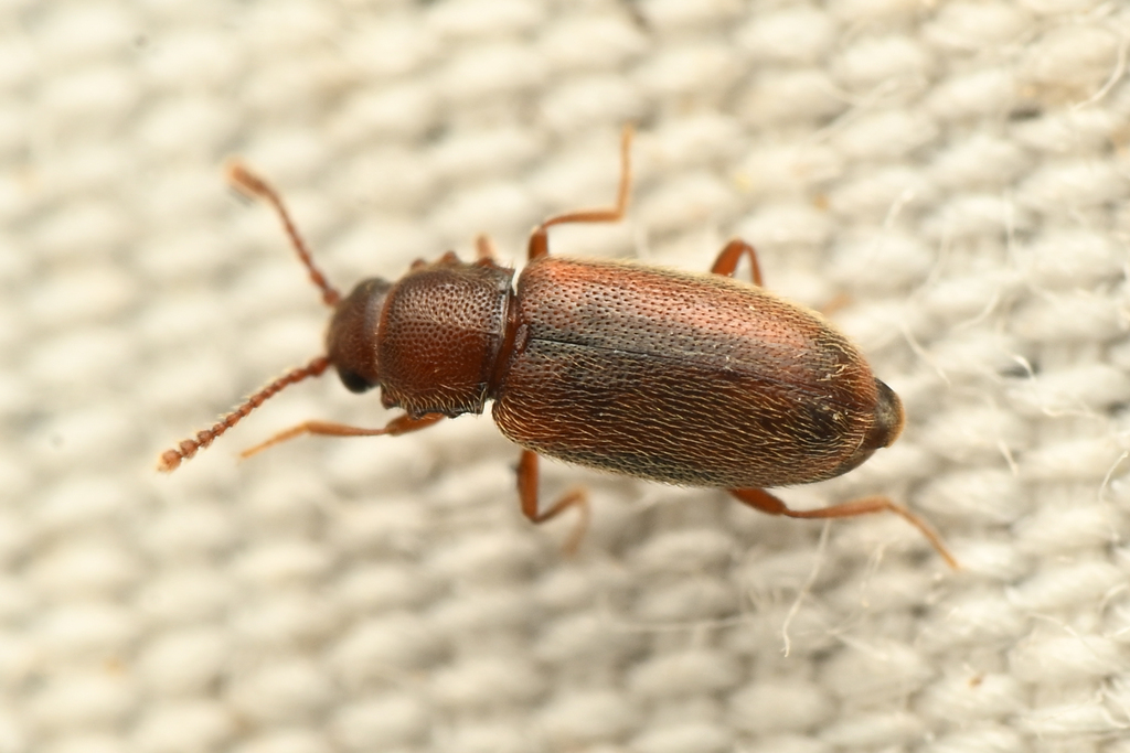 Salebius octodentatus