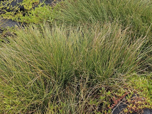 Cyperus laevigatus observed 2025-04-08