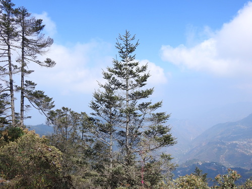 Abies guatemalensis, photograph 4