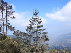 Abies guatemalensis, photograph (c) Laurel Meredyk, some rights reserved (CC BY)