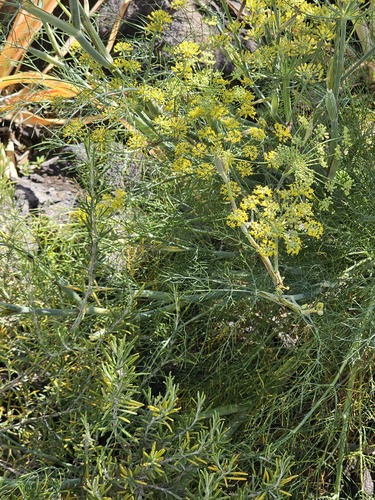 Foeniculum vulgare observed 2025-04-11