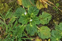 Acaulimalva purdiaei