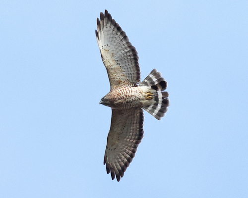 Broad-winged Hawk, photo 2 of 9