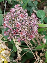 Hylotelephium anacampseros