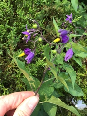 Solanum dulcamara