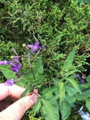Solanum dulcamara
