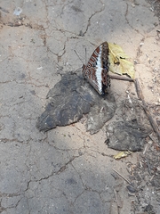 Charaxes brutus