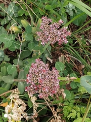 Hylotelephium anacampseros
