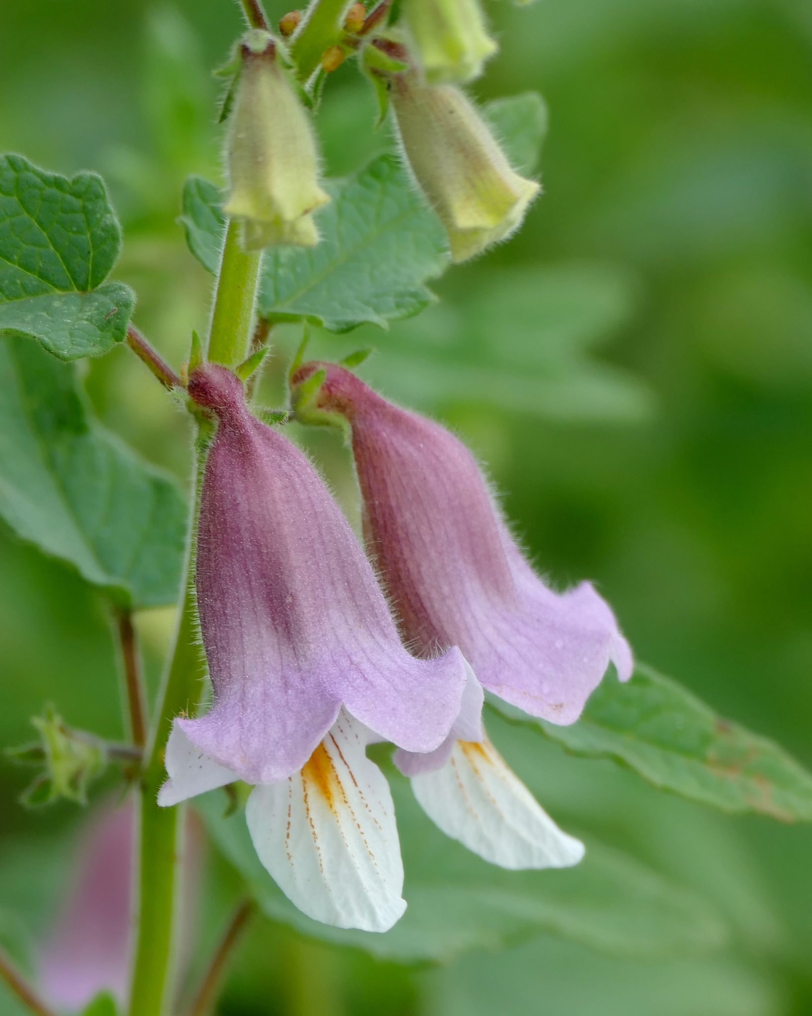 Ceratotheca sesamoides