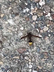 Delta unguiculatum