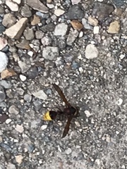 Delta unguiculatum