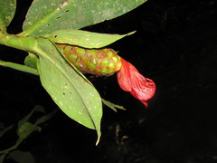 Costus laevis