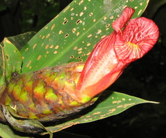 Costus laevis