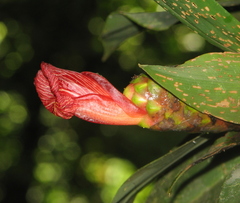 Costus laevis