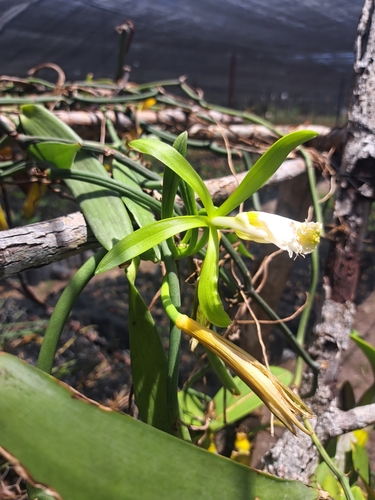 Vanilla insignis, photograph 4