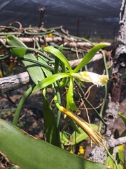 Vanilla insignis, photograph (c) Jalil R., some rights reserved (CC BY-SA)
